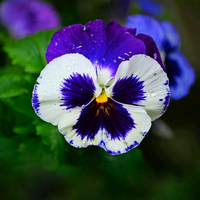 "Close-up of Pansy flower, showcasing its bright, multi-colored petals."