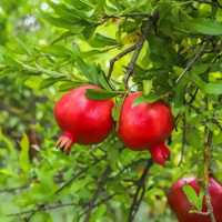 "Close-up of Annar fruit, showcasing its bright red seeds and juicy, sweet flavor."