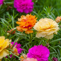 "Close-up of Portulaca flowers, featuring bright, delicate petals in a variety of colors."