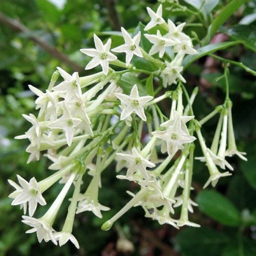 Raat Rani ( Night Blooming Jasmine )