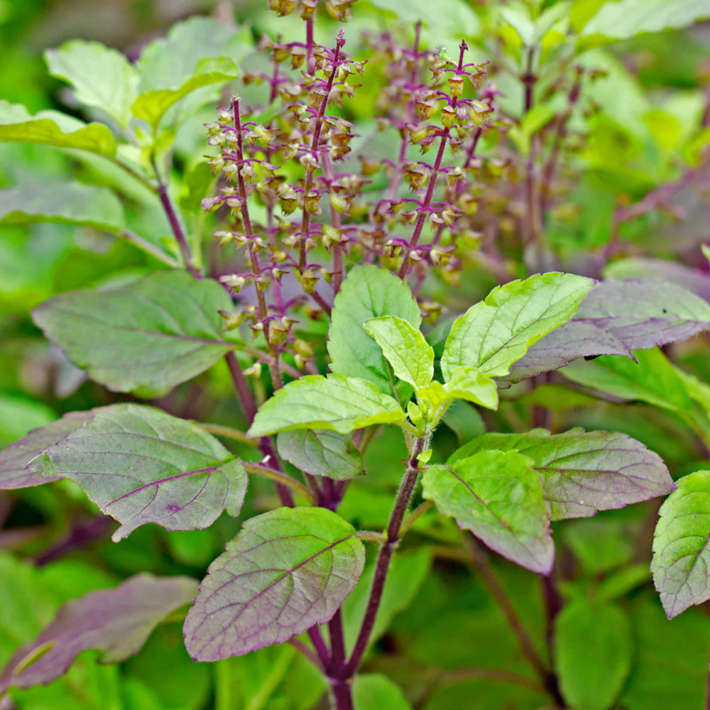 "Close-up of Rama Tulsi leaves, featuring their bright green color and distinct aroma."