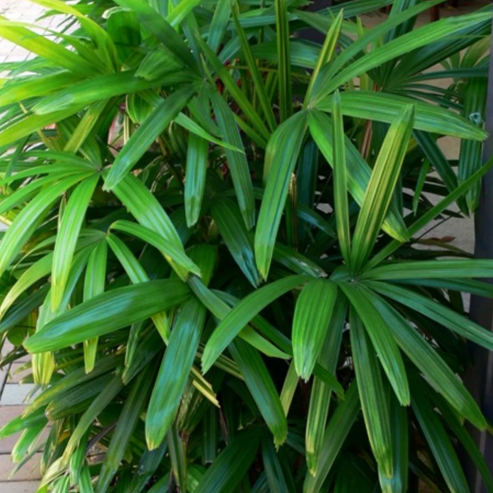 Rhapis Palm ( Lady Palm )