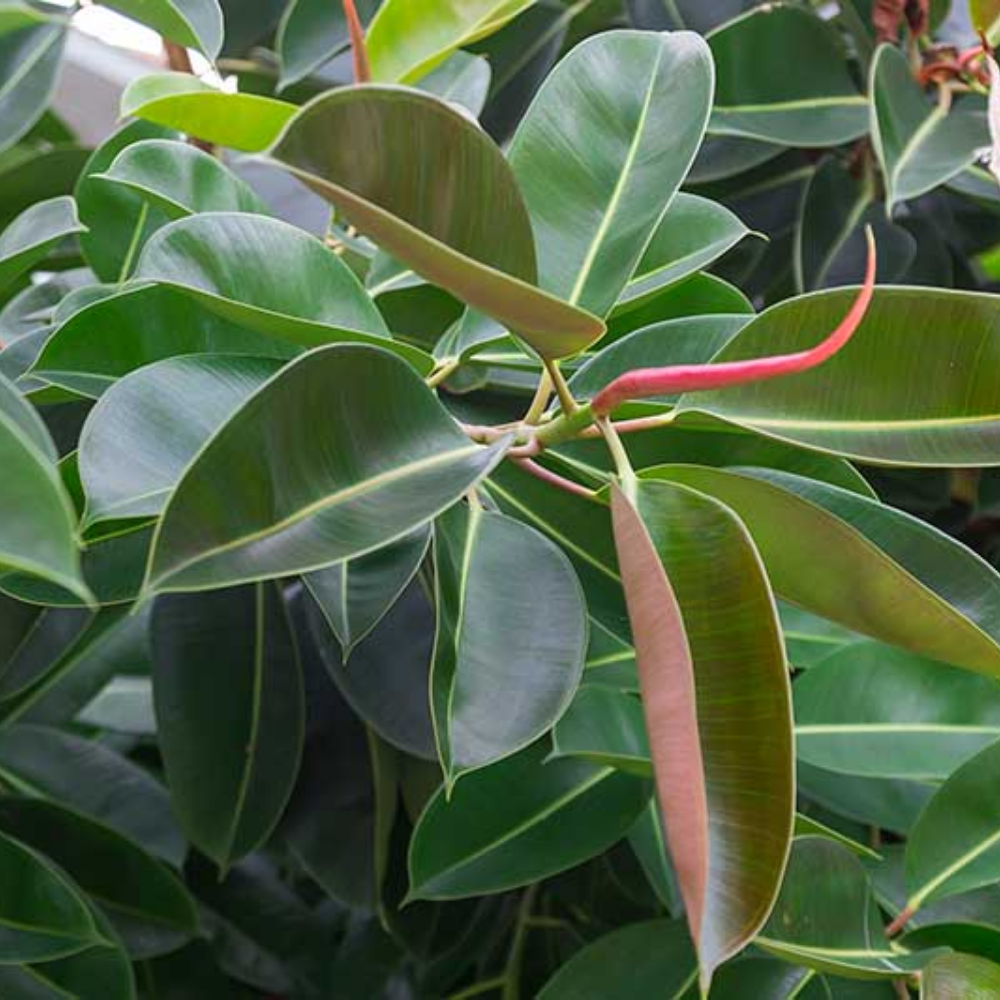 Rubber Plant ( Ficus Elastica ) - Green