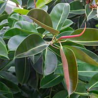 Rubber Plant ( Ficus Elastica ) - Green