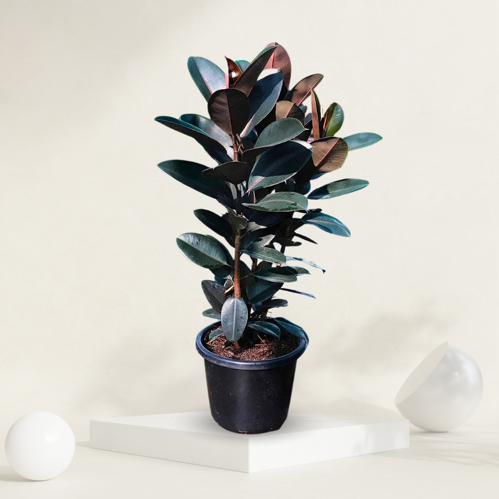 Rubber Plant ( Ficus Elastica ) - Black