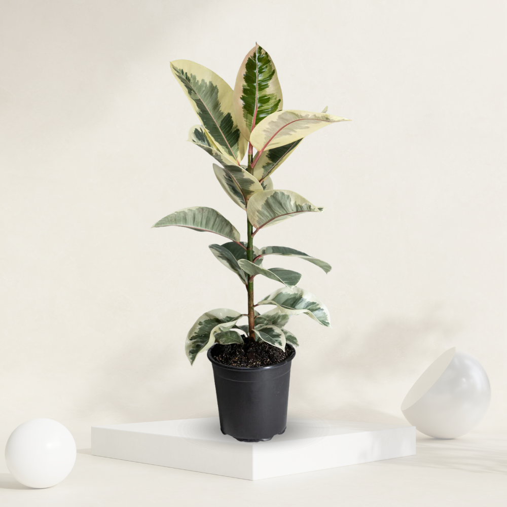 Rubber Plant ( Ficus Elastica ) - Variegated