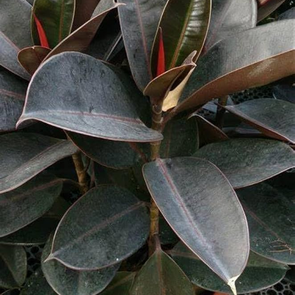 Rubber Plant ( Ficus Elastica ) - Black