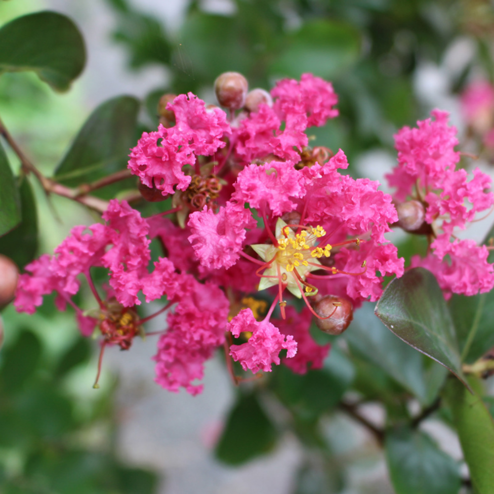 Sawani ( Crape Myrtle )