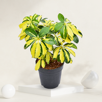 "Schefflera plant with large, glossy leaves, perfect for indoor air purification and low-maintenance care."