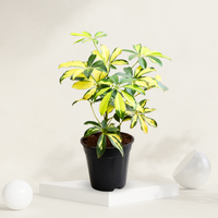 "Small Schefflera plant with rich green foliage, ideal for enhancing compact indoor spaces."