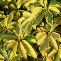 "Close-up of Schefflera leaves, showcasing their vibrant green texture and resilience."