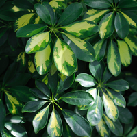 "Close-up of small Schefflera leaves, known for their glossy appearance and air-purifying qualities."