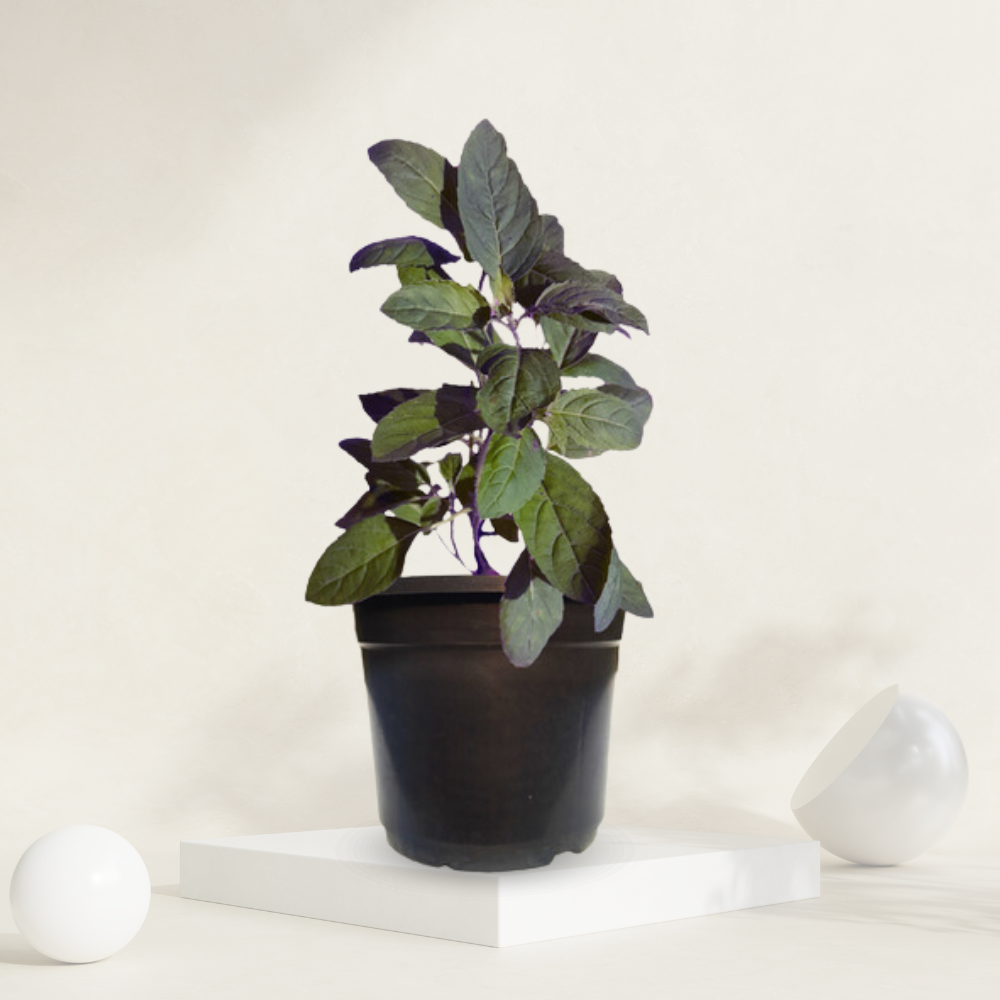 "Shama Tulsi plant with dark, fragrant leaves, perfect for traditional Indian households and gardens."