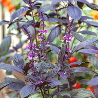 "Close-up of Shama Tulsi leaves, showcasing their rich color and medicinal properties."