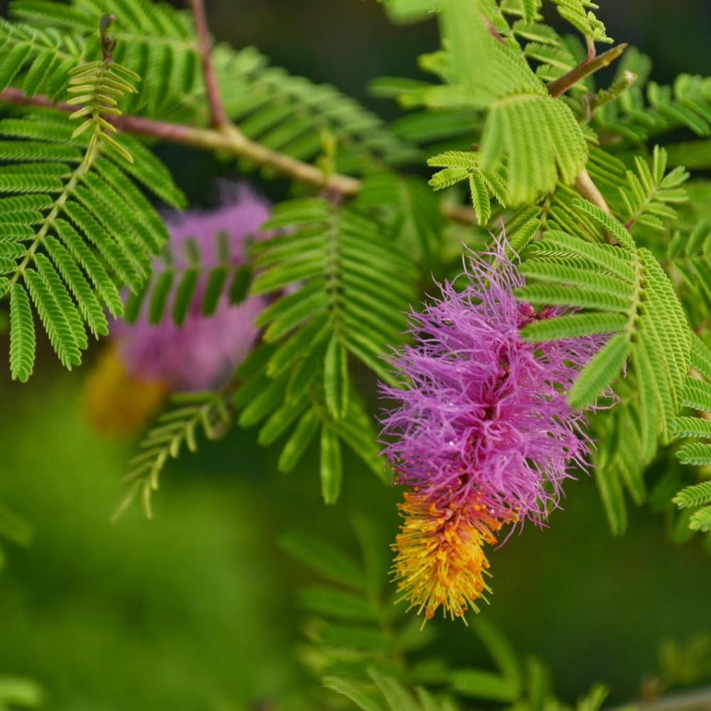 Shami ( Prosopis Cineraria )