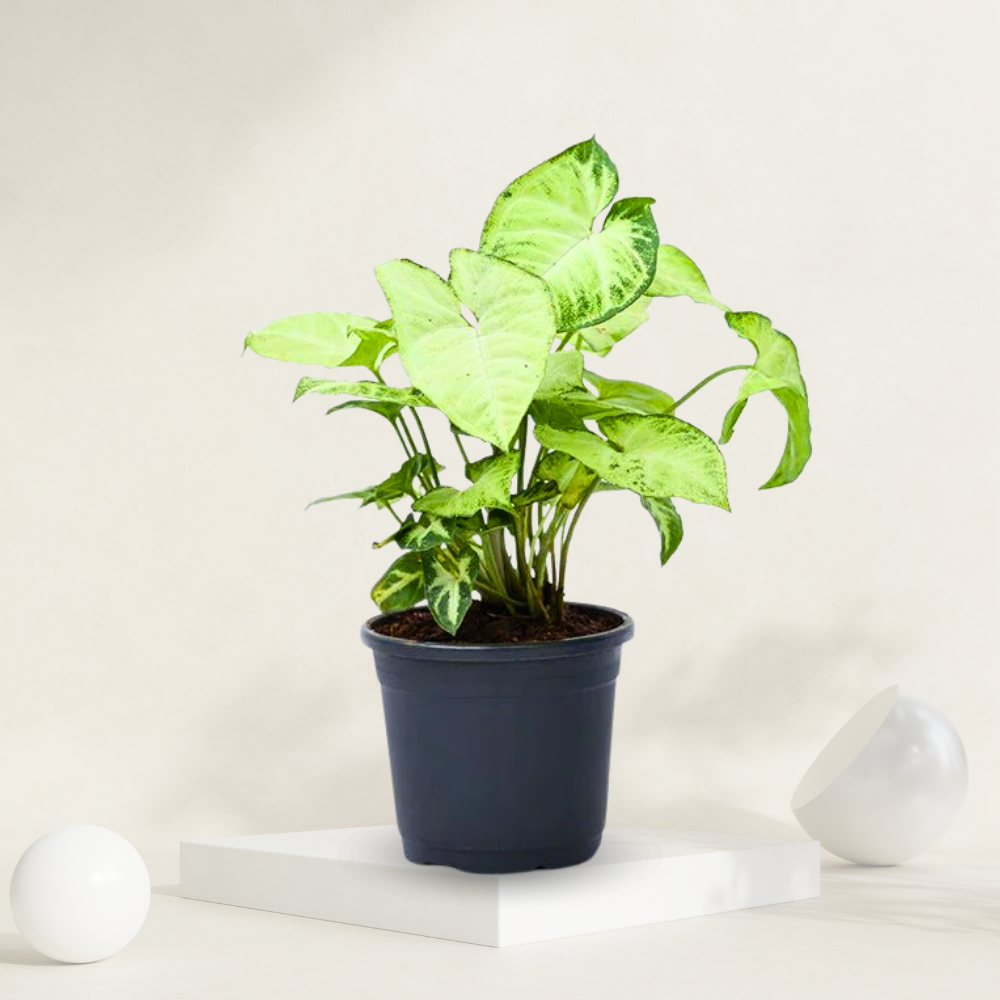 "Green Syngonium plant with arrow-shaped leaves, great for improving indoor air quality and easy to care for."