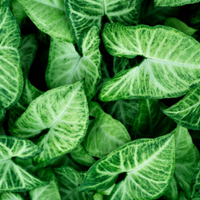  "Close-up of green syngonium leaves, showcasing their lush appearance and adaptability."