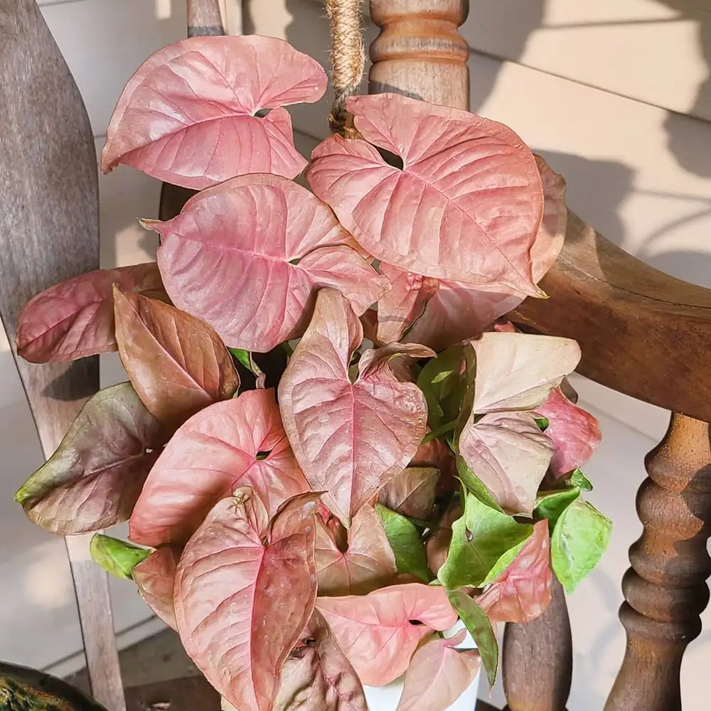 "Close-up of pink syngonium leaves, showcasing their stunning coloration and ornamental value."