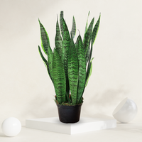 "Tall snake plant in a grow pot, recognized for its air-purifying qualities and resilience."