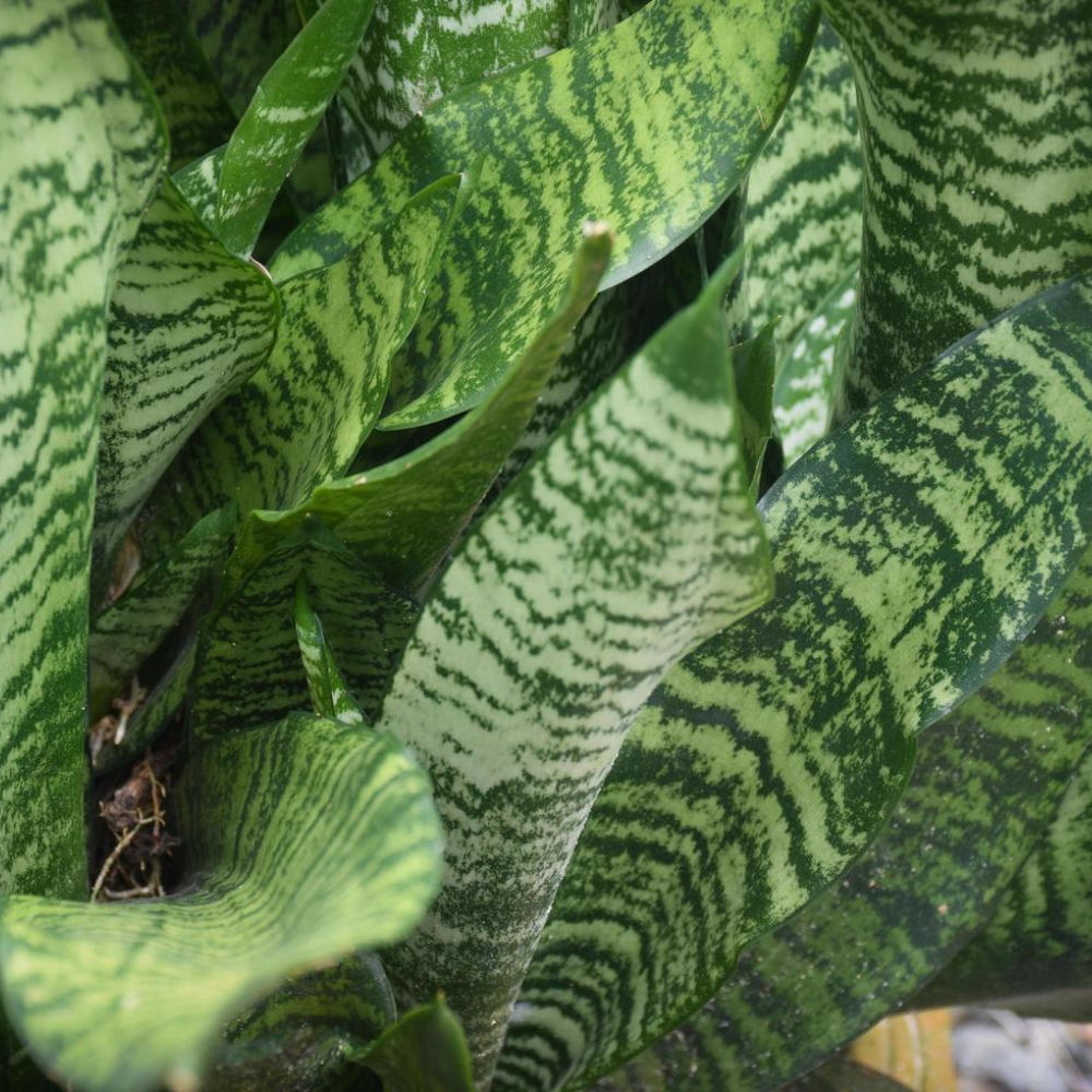 "Close-up of snake plant leaves, showcasing their upright growth and unique striped patterns."