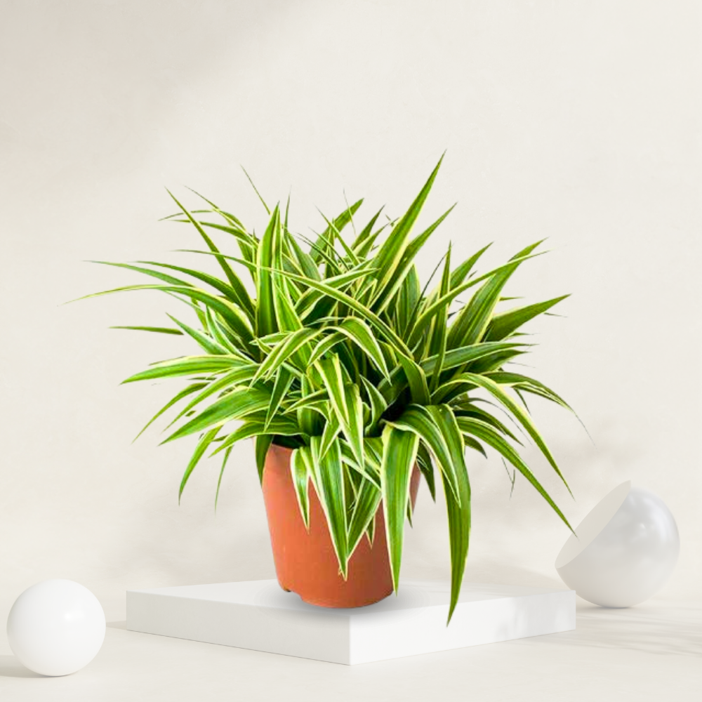 "Spider plant in a grow pot, known for its easy care and ability to improve indoor air quality."