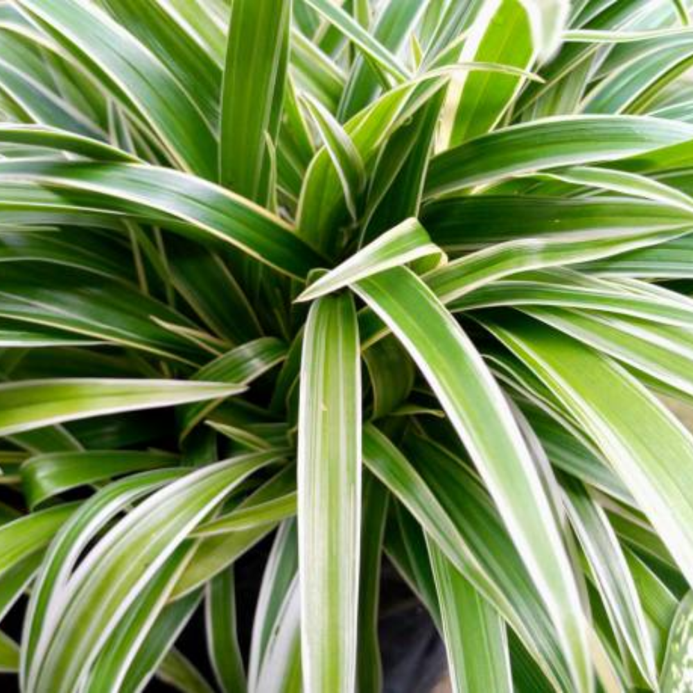 "Close-up of spider plant's arching green leaves, adorned with green and white foliage ."