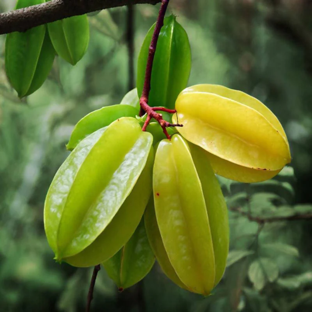 "Close-up of Starfruit (Amrakh), showcasing its golden color and sweet, tangy flavor."