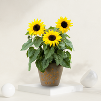 "Sunflower plant with yellow blooms, perfect for indoor decor or garden borders."