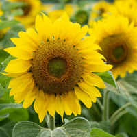 "Close-up of sunflower bloom, showcasing its bold yellow petals and dark center."