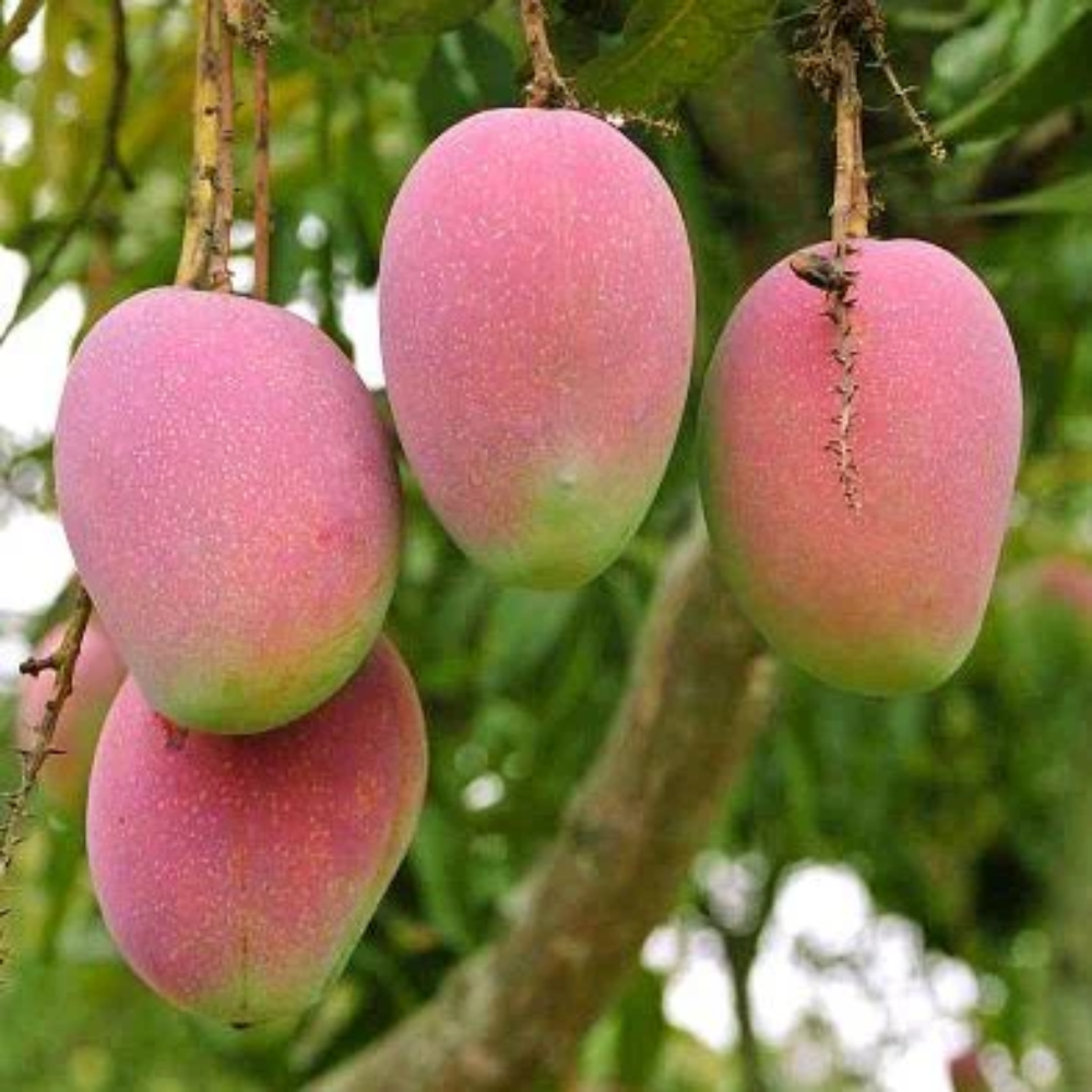  "Close-up of Suvarnrekha mango, having its vibrant pinkish skin and juicy interior."