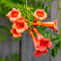 Trumpet Vine