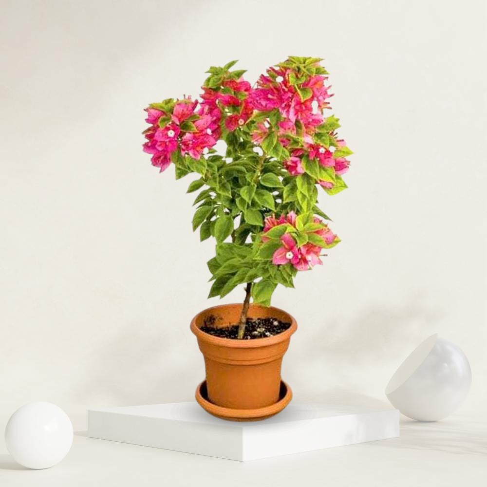 Variegated Bougainvillea