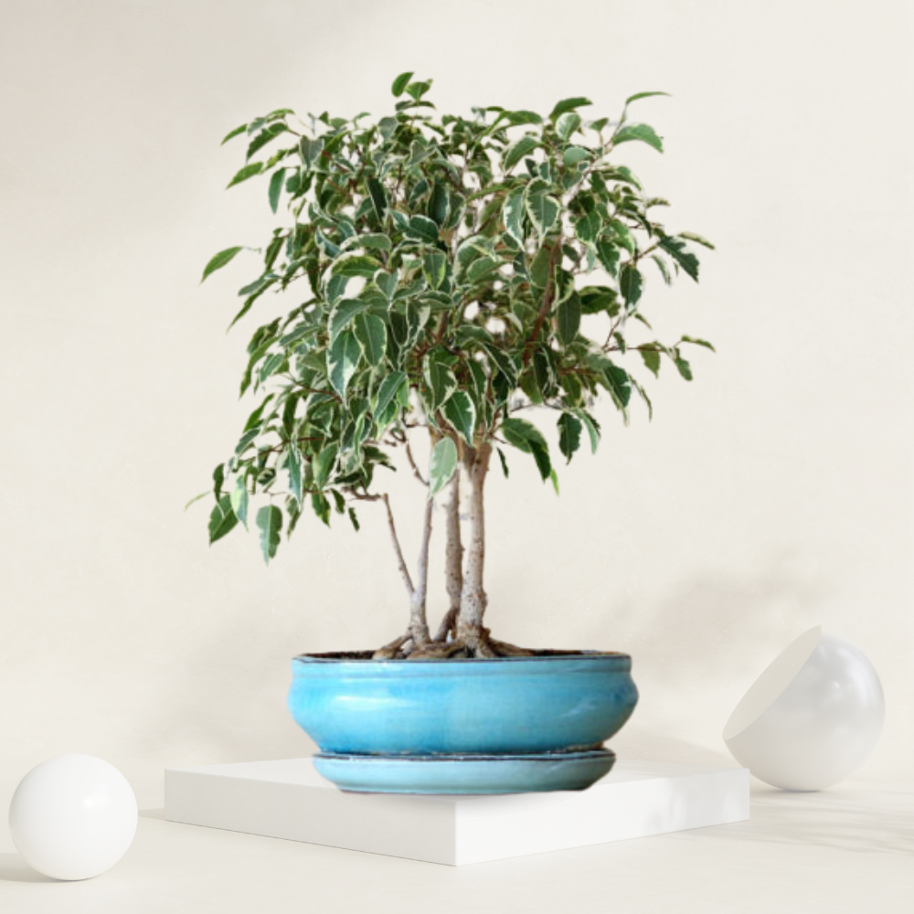 Variegated Ficus Benjamin ( Variegated Weeping Fig )