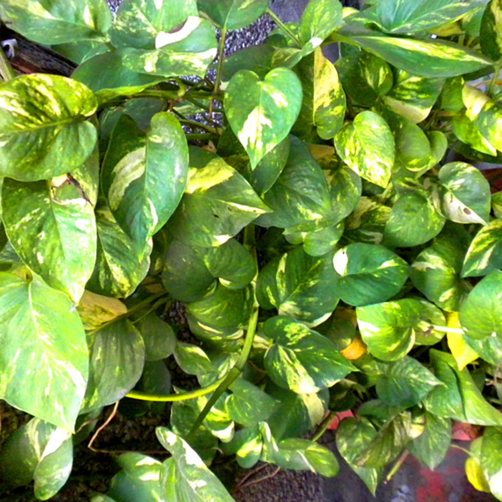 "Close-up of variegated money plant leaves, showcasing their unique green patterns."