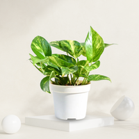 "Variegated green money plant in a grow pot, perfect for indoor decor and known for air purification."