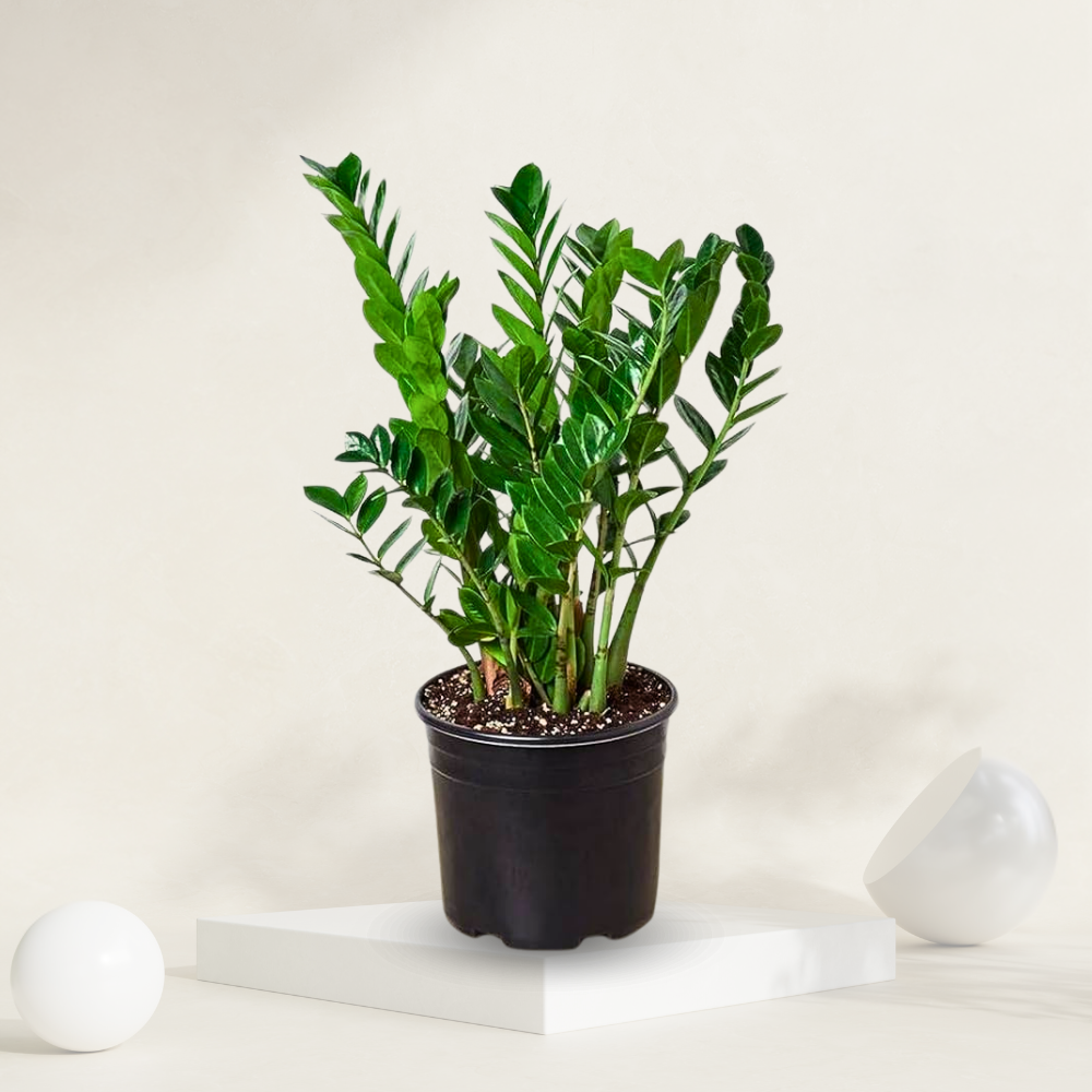 "ZZ plant in a grow pot with glossy green leaves, valued for its low maintenance and resilience in low-light conditions."