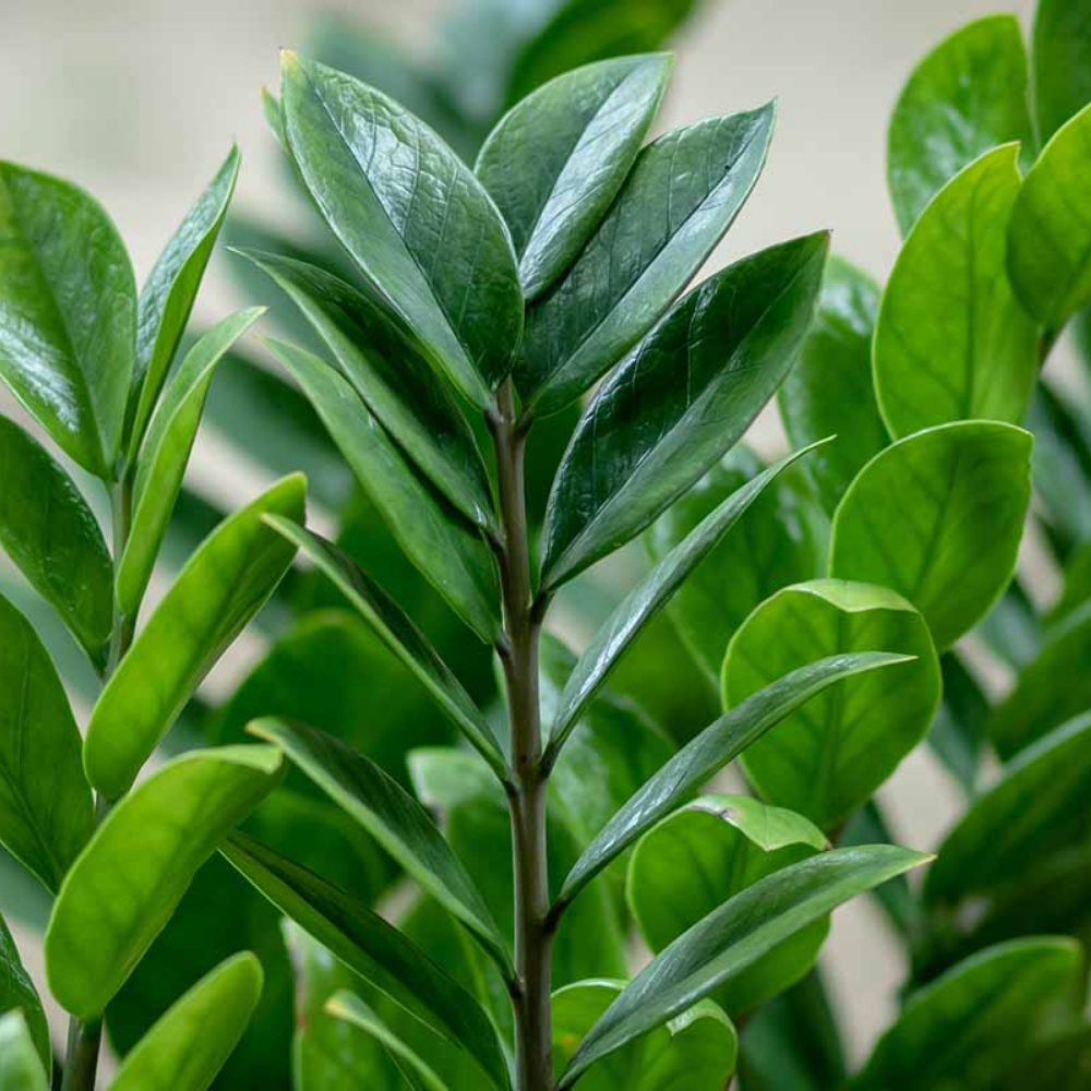 "Close-up of ZZ plant leaves, ideal for adding greenery to any indoor space."