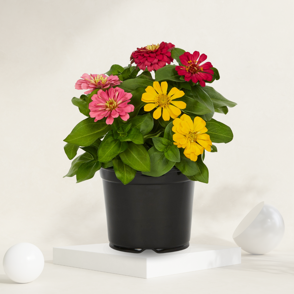 "Zinnia plant with vibrant blooms, ideal for adding color to gardens and patios."