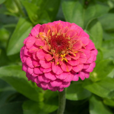  "Close-up of Zinnia flower, featuring their bold petals and bright, multi-colored hues."