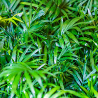 "Close-up of bamboo palm fronds, enhancing air quality and creating a calming environment."