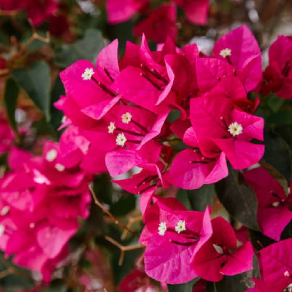 Bougainvillea Pink ( Paper Flower )