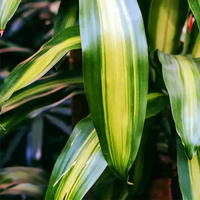 Dracaena Massangeana ( Corn Plant )