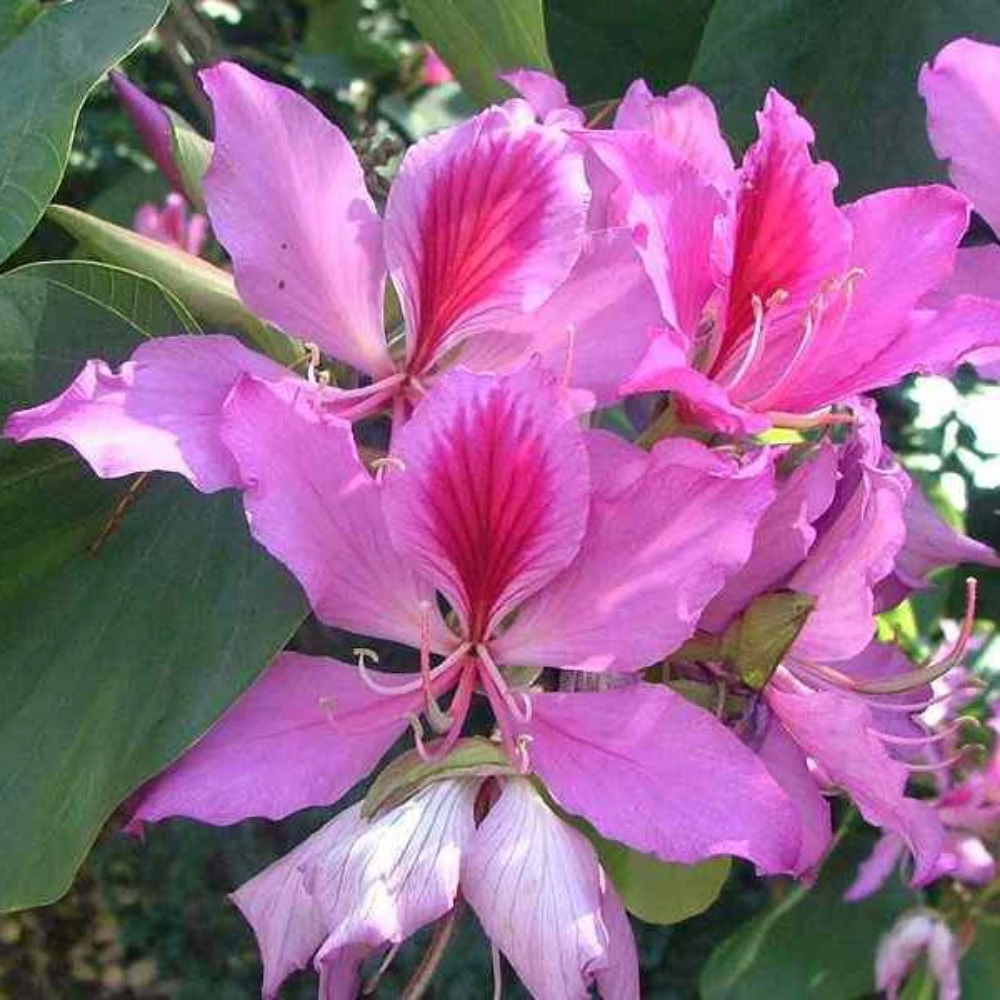 Kachnar ( Bauhinia blossom )