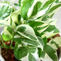 Close-up of Marble Prince money plant's variegated leaves, known for air purification and low maintenance