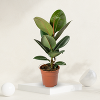 Rubber Plant ( Ficus Elastica ) - Green