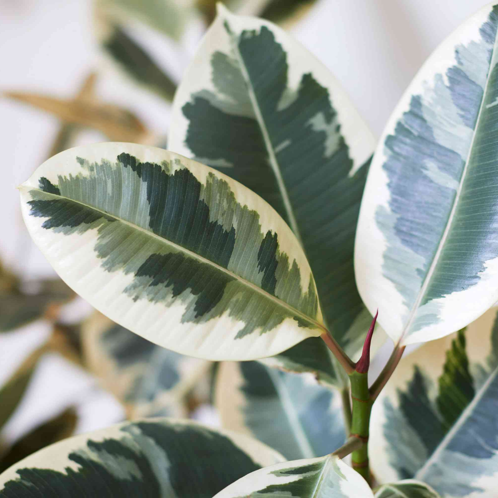 Rubber Plant ( Ficus Elastica ) - Variegated