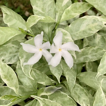 Variegated Chandani ( Variegated Crape Jasmine )